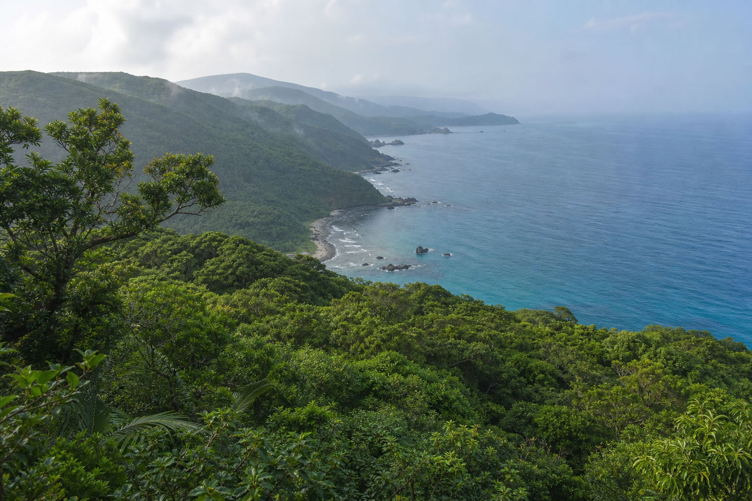 沖縄北部の亜熱帯林と海岸線、東シナ海を見渡す風景