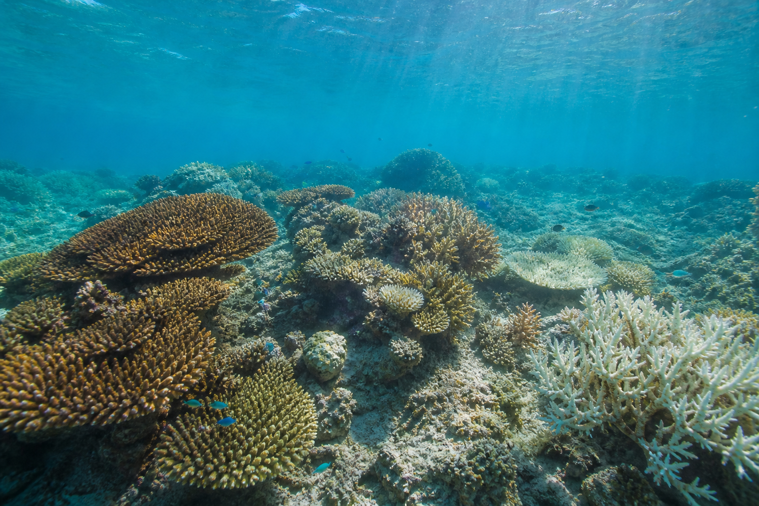 沖縄のサンゴはなぜ白くなる？海水温と白化を親子で知る