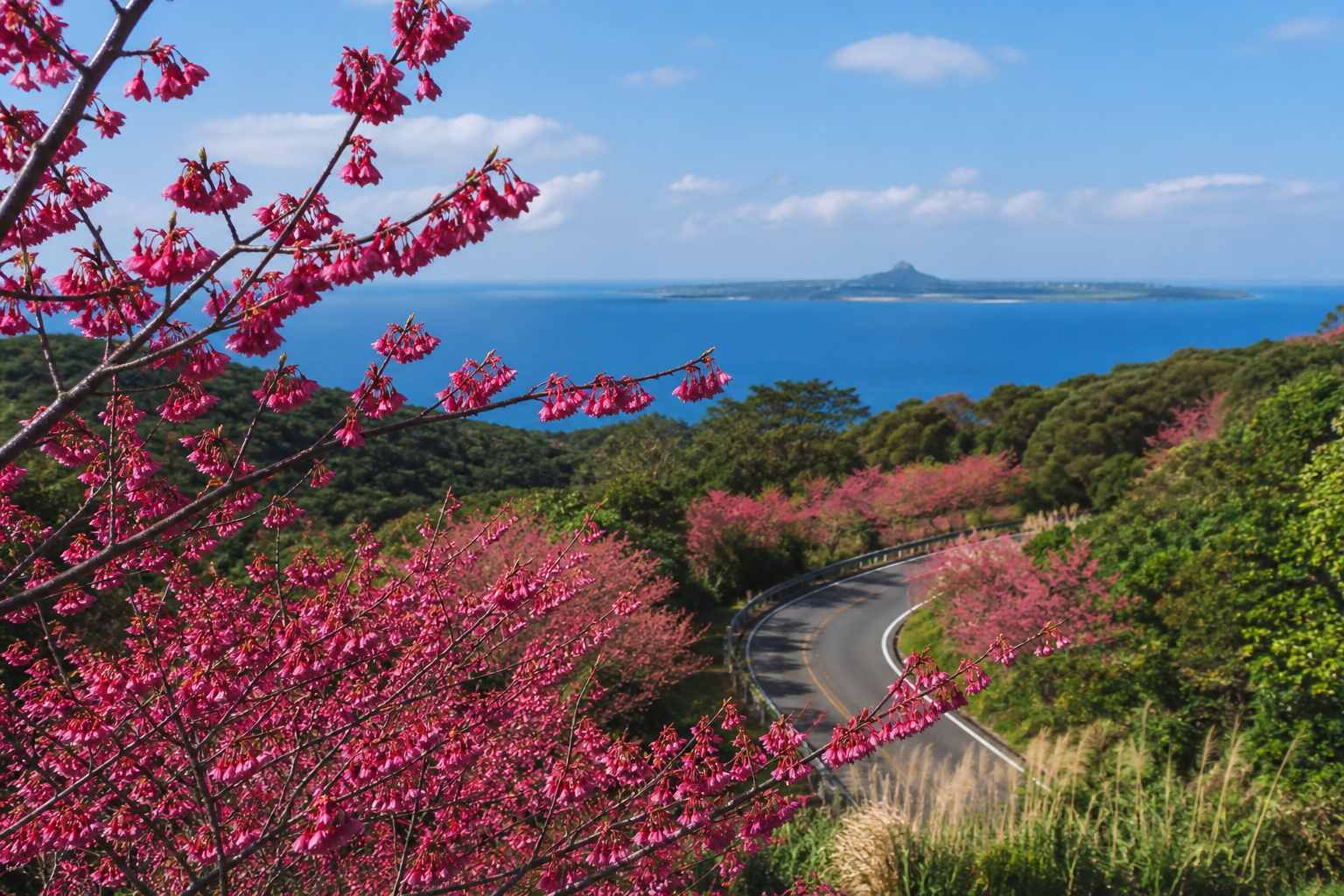 沖縄の桜は1月？本部・八重岳と冬の海旅